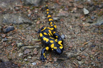 Salamander