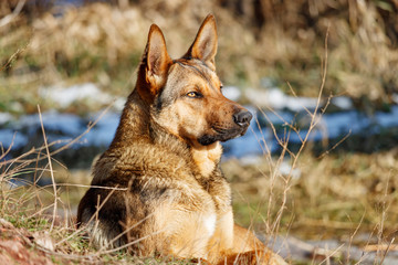 German shepherd lies on dry grass in a field