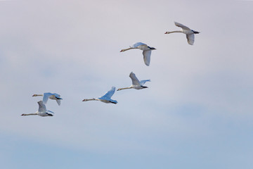 Flying white swans against cloudy sky background