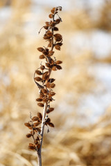 Branch of dry burdock on a winter field closeup