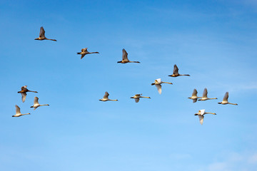 Flying white swans on the blue sky background