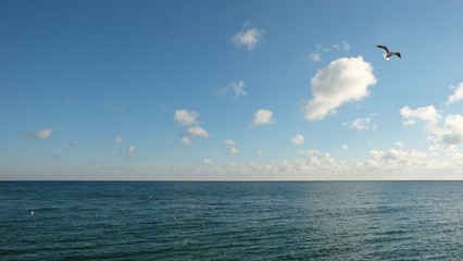 A seagull that mounts over a calm sea, on the background of a blue sky with clouds.