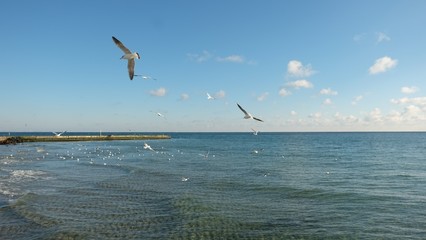 Several seagulls mowing over a calm sea, on the background of a blue sky with clouds.