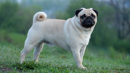 A small dog pug Konfuciy stands on the grass on a green background.