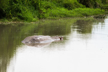 Naklejka na ściany i meble The common hippopotamus (Hippopotamus amphibius), or hippo, is a large, mostly herbivorous, semiaquatic mammal native to sub-Saharan Africa in Serengeti National Park, Tanzania