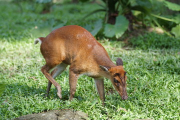 Deer eating grass