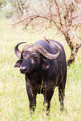 Yellow-billed oxpecker (Buphagus africanus) and Syncerus caffer caffer or the Cape buffalo in Serengeti National Park, Tanzania