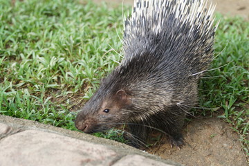 Portrait of cute porcupine. The Malayan porcupine or Himalayan porcupine (Hystrix brachyura) is a species of rodent in the family Hystricidae.