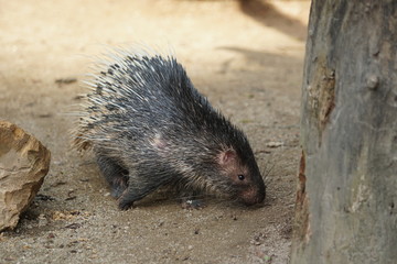 Portrait of cute porcupine. The Malayan porcupine or Himalayan porcupine (Hystrix brachyura) is a species of rodent in the family Hystricidae.