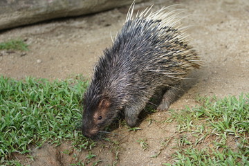 Portrait of cute porcupine. The Malayan porcupine or Himalayan porcupine (Hystrix brachyura) is a species of rodent in the family Hystricidae.