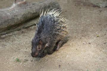 Portrait of cute porcupine. The Malayan porcupine or Himalayan porcupine (Hystrix brachyura) is a species of rodent in the family Hystricidae.