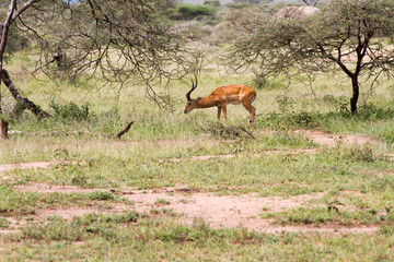 Thomson's gazelle (Eudorcas thomsonii), known as tommie, the most common type of gazelle in East Africa in Serengeti ecosystem, Tanzania, Africa