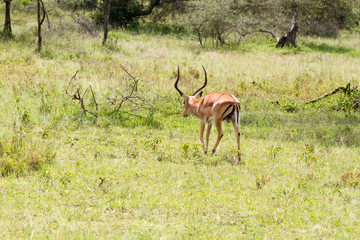Thomson's gazelle (Eudorcas thomsonii), known as tommie, the most common type of gazelle in East Africa in Serengeti ecosystem, Tanzania, Africa