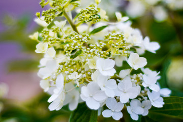 White Hydrangea
