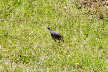 helmeted guineafowl (Numida meleagris) of the guineafowl bird family, Numididae, in Serengeti National Park, Tanzania
