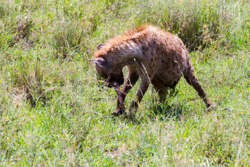 The spotted hyena (Crocuta crocuta), also known as the laughing hyena is a species of hyenas or hyaenas feliform carnivoran mammals of the family Hyaenidae in Serengeti ecosystem, Tanzania