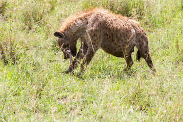 The spotted hyena (Crocuta crocuta), also known as the laughing hyena is a species of hyenas or hyaenas feliform carnivoran mammals of the family Hyaenidae in Serengeti ecosystem, Tanzania