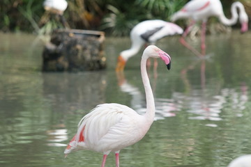 Pink big bird Greater Flamingo, Phoenicopterus ruber, in the water, Malaysia. Flamingo cleaning plumage. Wildlife animal scene from nature.
