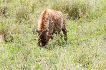The spotted hyena (Crocuta crocuta), also known as the laughing hyena is a species of hyenas or hyaenas feliform carnivoran mammals of the family Hyaenidae in Serengeti ecosystem, Tanzania