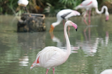 Pink big bird Greater Flamingo, Phoenicopterus ruber, in the water, Malaysia. Flamingo cleaning plumage. Wildlife animal scene from nature.
