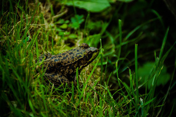 Frog