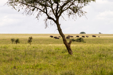 Serengeti National Park, Tanzanian national park in the Serengeti ecosystem in the Mara and Simiyu regions with elephants family in the background © anca enache
