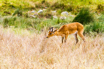 Serengeti National Park, Tanzanian national park in the Serengeti ecosystem in the Mara and Simiyu regions with impala (Aepyceros melampus) antelope camouflage in the field