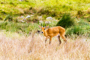 Serengeti National Park, Tanzanian national park in the Serengeti ecosystem in the Mara and Simiyu regions with impala (Aepyceros melampus) antelope camouflage in the field