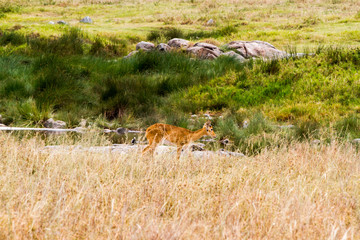 Serengeti National Park, Tanzanian national park in the Serengeti ecosystem in the Mara and Simiyu regions with impala (Aepyceros melampus) antelope camouflage in the field