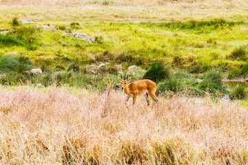 Naklejka na ściany i meble Serengeti National Park, Tanzanian national park in the Serengeti ecosystem in the Mara and Simiyu regions with impala (Aepyceros melampus) antelope camouflage in the field