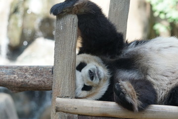 Obraz premium A cute panda take a nap on the woods