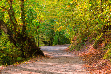 Landscape of a shady mountain trail with dry leaves lying on the ground and varicolored trees in sunny autumn day, Sochi, Russia
