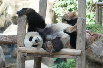 Obraz premium A cute panda take a nap on the woods