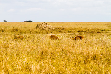 Serengeti National Park, Tanzanian national park in the Serengeti ecosystem in the Mara and Simiyu regions with impala (Aepyceros melampus) antelope camouflage in the field