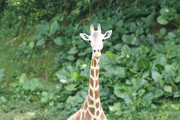 Close up portrait of a baby giraffe's (giraffa) head.