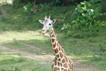 Close up portrait of a baby giraffe's (giraffa) head.