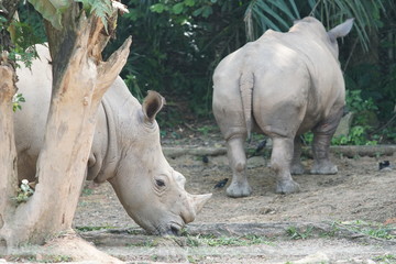 Fototapeta premium A group of The white rhinoceros or square-lipped rhinoceros (Ceratotherium simum). They are the largest extant species of rhinoceros. 