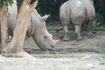 Fototapeta premium A group of The white rhinoceros or square-lipped rhinoceros (Ceratotherium simum). They are the largest extant species of rhinoceros. 