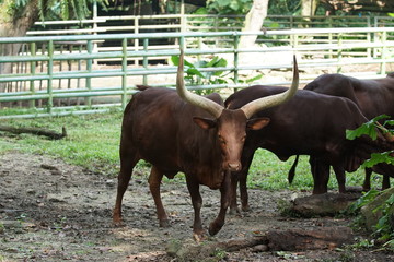 Portrait of a male Ankoli Cattle scratching its back body with long horn