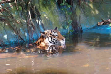A male Malayan tiger (Panthera tigris jacksoni) take a bath in pond water. The Malayan Tiger has been classified as Critically Endangered