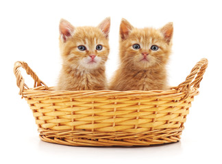 Fototapeta na wymiar Two cats in a basket.
