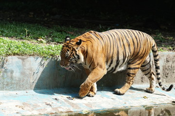 A female Malayan tiger (Panthera tigris jacksoni) take a walk beside pond water. The Malayan Tiger has been classified as Critically Endangered