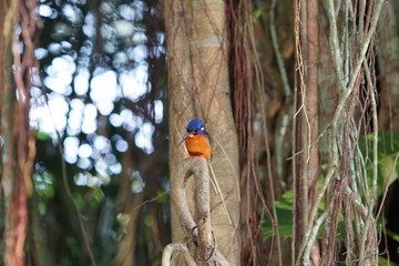 Close up of a beautiful blue-eared kingfisher stays on branch of the big tree