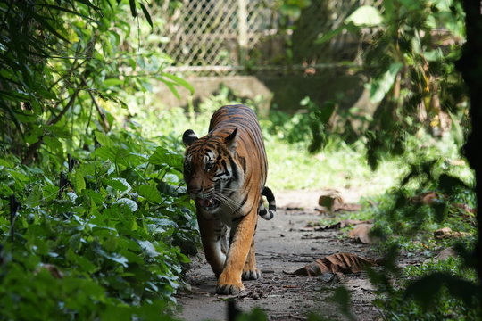 Female Malayan tiger (Panthera tigris jacksoni)The Malayan Tiger has been classified as Critically Endangered