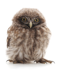 Naklejka premium Little wild owl.