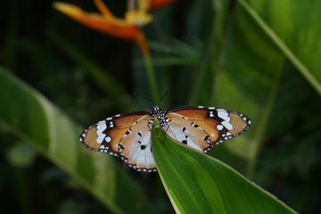 Beautiful butterfly stays on leafs