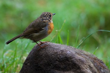 Fototapeta premium Young robin redbreast standing on a rock in the summertime