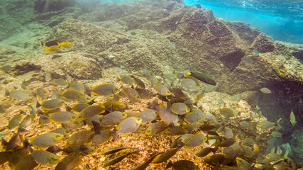 swarm of sweetlip fishes at a reef in thailand
