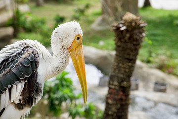 threatened species: close-up beautiful painted stork