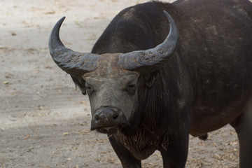 Obraz premium A wild african buffalo in Senegal